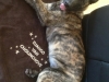 kuscheldecke hunde