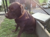 Django Therapiehund 