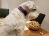 Hundehlasband Suki03