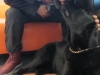 appenzell_petshop_cindy_n_cindy