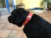 appenzeller-lederhalsband