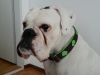 boxer-halsband