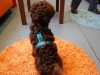 Buddy