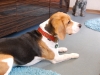 Beagle Bruno