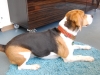 Beagle Bruno