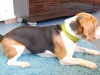 Beagle Bruno