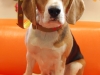 Bruno