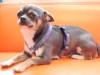 Chihuahua Geschirr-02