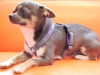 Chihuahua Geschirr-01