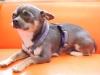 Chihuahua Geschirr