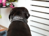 Lederhalsband mit Name