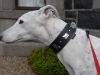 Greyhound Appenzellerhalsband