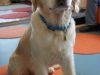 Hundehalsband