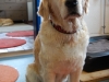 hundehalsband bestickt