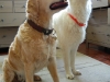 Hundehalsband mit Name