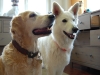 Hundehalsband Golden