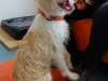 Reflex Hundehalsband