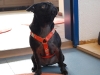 Appenzeller Geschirr Mops