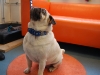 Appenzeller Halsband Mops