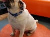 Appenzeller Halsband Mops