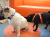 Appenzeller Halsband Mops