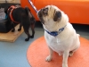 Appenzeller Halsband Mops