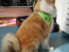 Hundehalstuch Laski