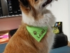 Hundehalstuch Laski