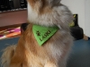 Hundehalstuch Laski
