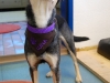Luna Hundehalstuch