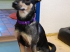 Hundehalstuch Luna