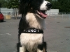 foto-juno