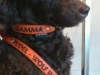 gamma