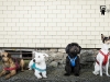 geschirr-hunde