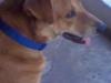 gringio