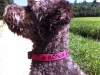halsband1_0