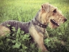 hirsch-04