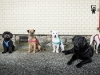 hundegeschirre