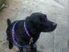 hundehalsband-swiss