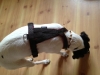 jack-russel-02