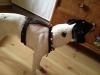 jack-russel-05