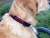 neues-halsband