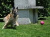 noxi_ball
