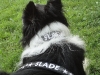 slade-01_0