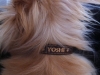 yoshi